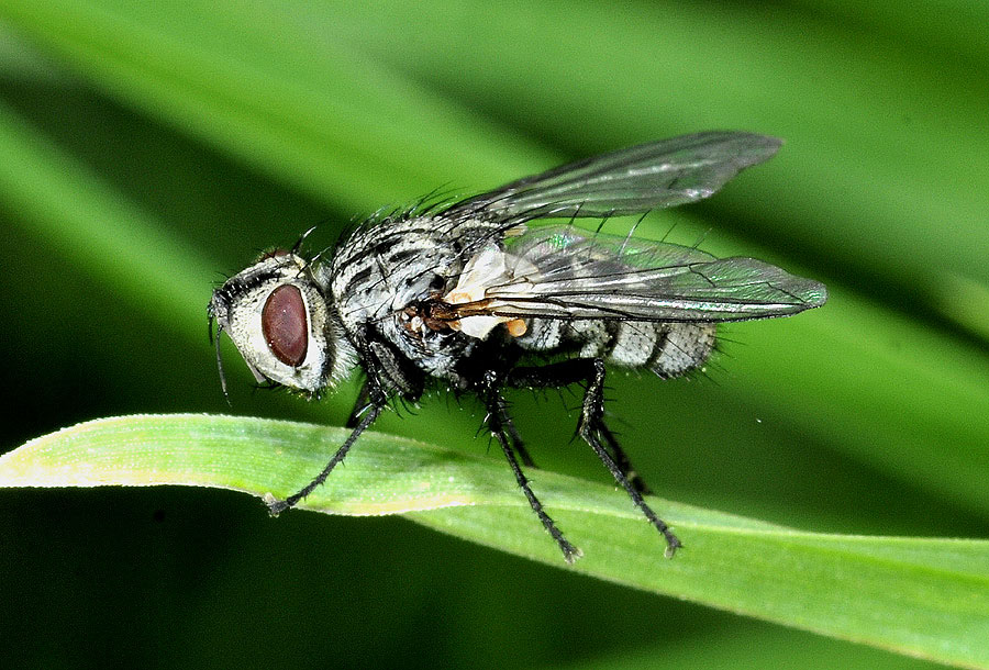 Tachinidae:  Istocheta cinerea